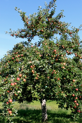 Apfelbaum Streuobstwiese